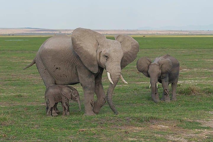 3-Day Tsavo East, Taita Hills & Amboseli Safari from Mombasa photo 1