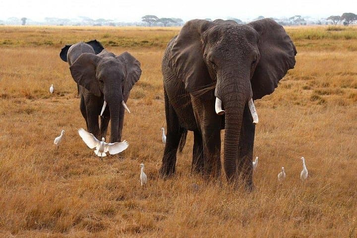 3-Day Tsavo East, Taita Hills & Amboseli Safari from Mombasa photo 2