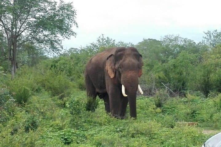 Udawalawe Safari from Ella: Safari Drive and Elephant Transit Home photo 2