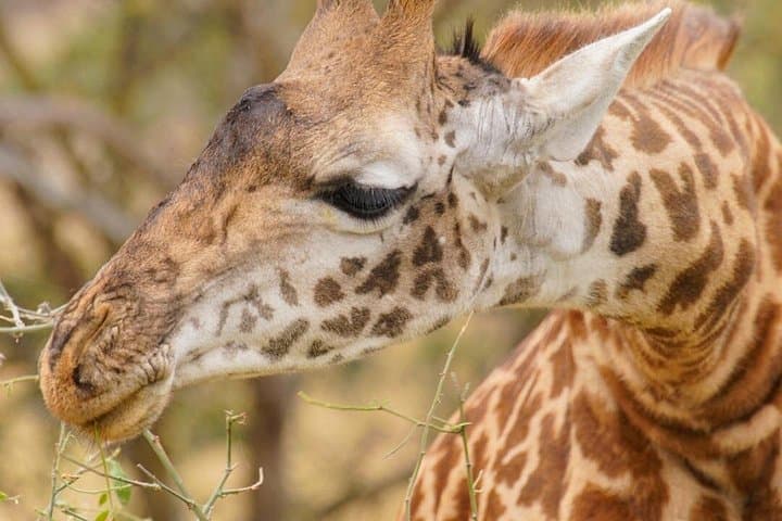 3-Day Masai Mara Safari: Big Cats, River Crossings & Tented-Camp Nights photo 4