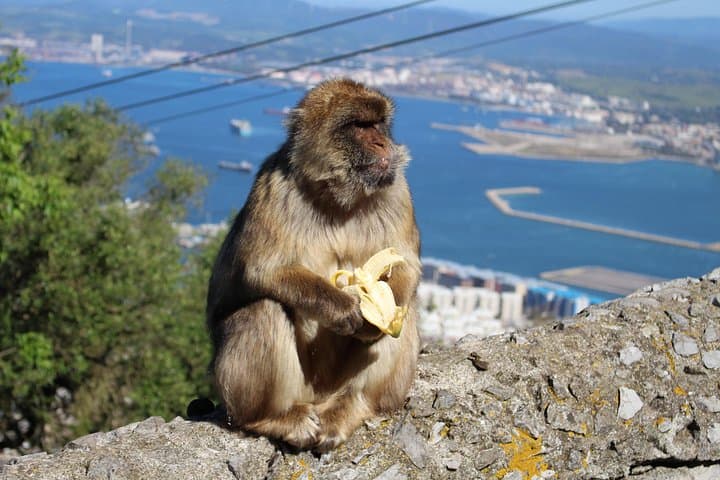 Private Gibraltar Day Tour from Seville — Rock Views, Macaques & Strait Crossings photo 6