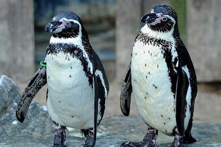 Inside SEA LIFE Great Yarmouth: Penguins, Rays & Interactive Rockpools