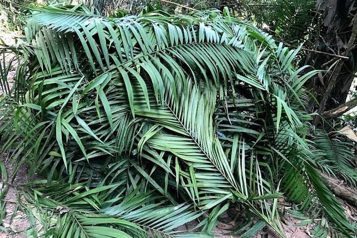 Luang Namtha 5-Day Forest Trek: Homestay, Salt Licks & Jungle Camping photo 4