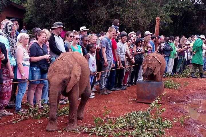Face to Face with Rothschilds: Giraffe Centre, David Sheldrick & National Museum Day Tour