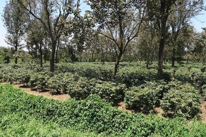 Arusha Coffee Plantation Day Tour: Coffee Farm Visit, Tasting & History