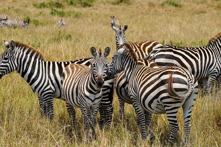 Three-Day Masai Mara Safari: Big Five, Great Rift Valley & Wildebeest Migration photo 4