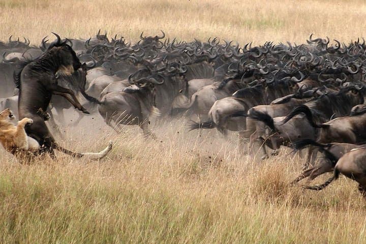 Three-Day Masai Mara Safari: Big Five, Great Rift Valley & Wildebeest Migration photo 3