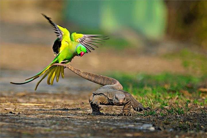Golden Triangle & Bharatpur Bird Watching: 3-Day Private Tour from Delhi photo 4