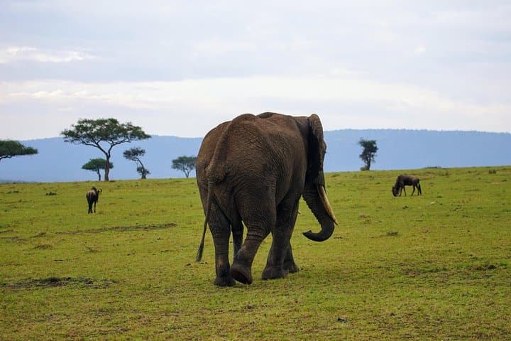 3-Day Amboseli Safari: Up-Close Elephants & Kilimanjaro Views photo 3