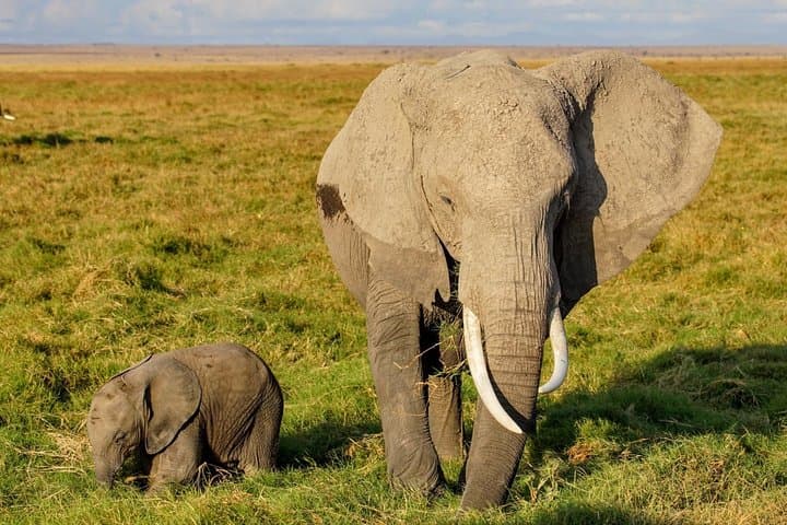 3-Day Amboseli Safari: Up-Close Elephants & Kilimanjaro Views photo 2