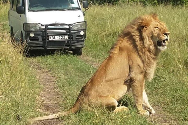 Budget 3-Day Maasai Mara Wildebeest Migration Safari — Game Drives & Maasai Culture