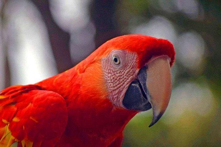 Mayan Eden Eco Wildlife Park: Roatán Butterfly & Monkey Park City Tour photo 2