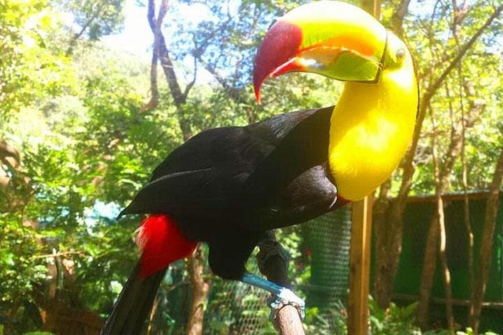 Mayan Eden Eco Wildlife Park: Roatán Butterfly & Monkey Park City Tour photo 4