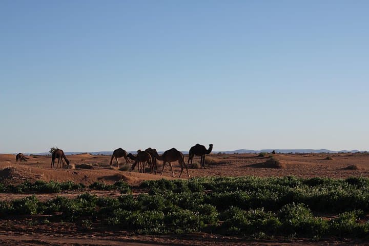 3-Day Erg Chigaga Desert Bivouac from Marrakech — Camel Ride & Dune Safari photo 4