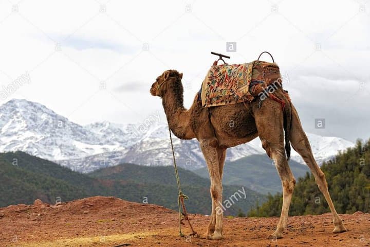 Ourika Valley & Atlas Day Trip from Marrakech with Camel Ride