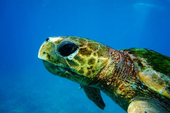 Discover Scuba Diving in Sal: Introductory PADI Dives from Santa Maria photo 2