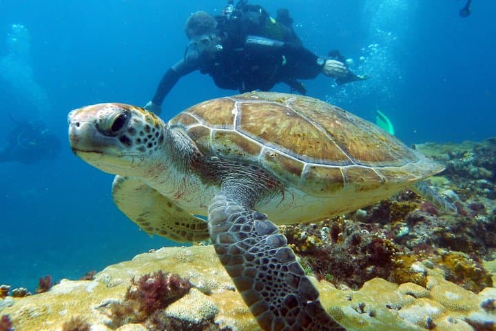 Half-Day Diving in Sal: Wrecks, Walls & Tropical Marine Life
