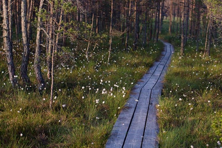 Ķemeri National Park Boardwalk Tour & Smoked Fish Tasting from Jūrmala photo 2