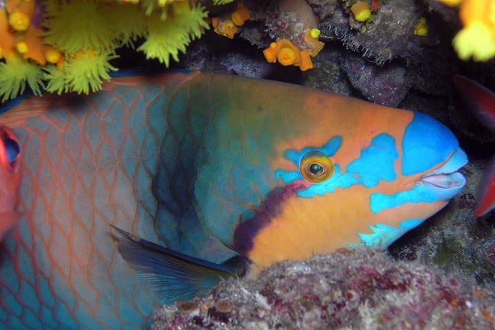 Explore Santa Maria Reef & Calderinhia Wreck: 2-Hour Snorkeling Tour in Sal photo 2