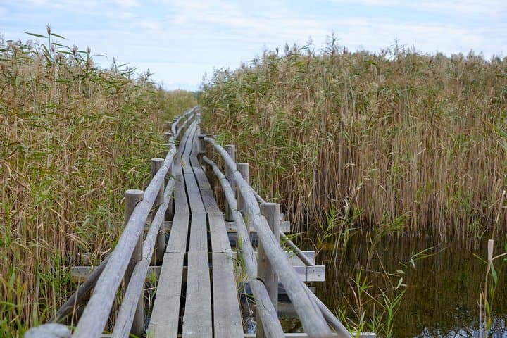 Ķemeri National Park Boardwalk Tour & Smoked Fish Tasting from Jūrmala photo 4