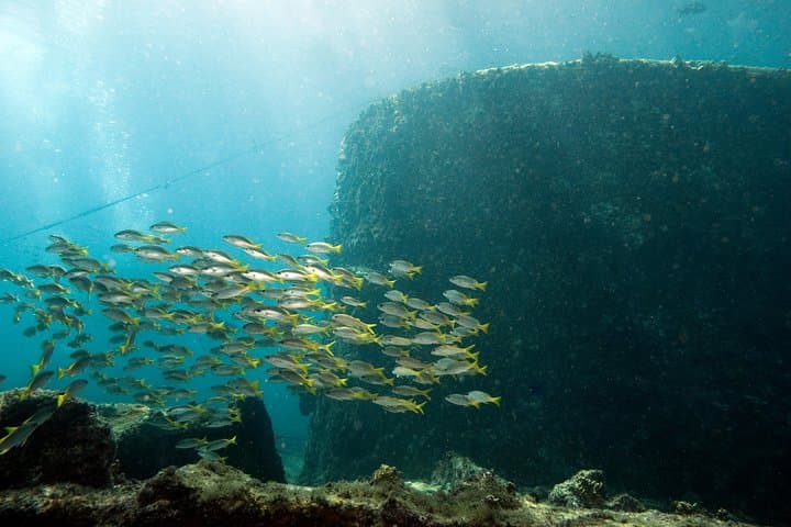 Explore Santa Maria Reef & Calderinhia Wreck: 2-Hour Snorkeling Tour in Sal photo 3