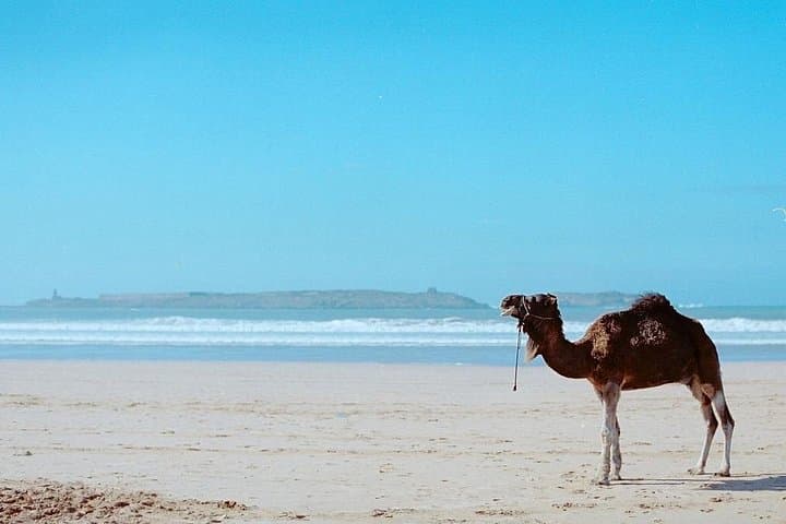 Day Trip to Essaouira: Atlantic Coast, Argan Groves & Coastal Walks from Marrakesh photo 3