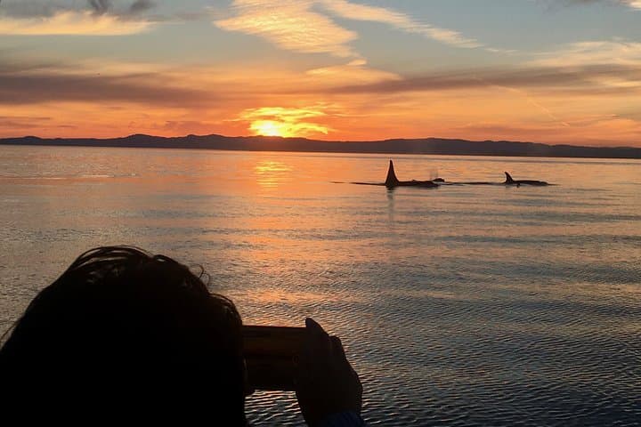 Sunset Whale-Watching from Victoria's Inner Harbour — Semi‑Covered Catamaran Experience photo 6