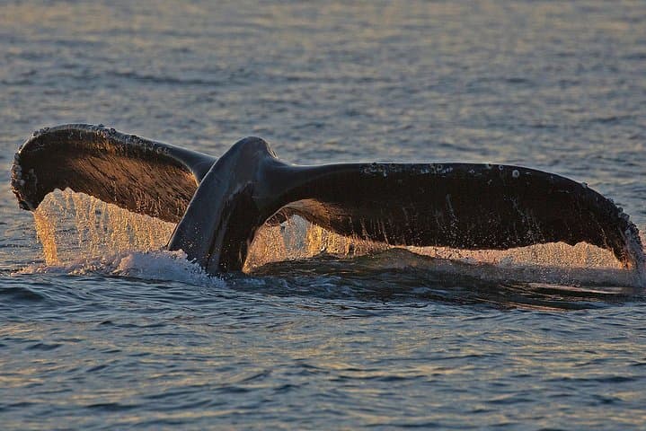 Sunset Whale-Watching from Victoria's Inner Harbour — Semi‑Covered Catamaran Experience photo 4