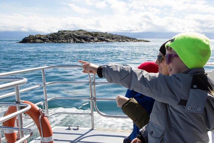 Sunset Whale-Watching from Victoria's Inner Harbour — Semi‑Covered Catamaran Experience photo 3
