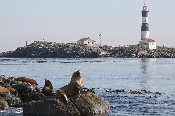 Victoria Marine Wildlife Tour — Best Whale Watching from Fisherman's Wharf