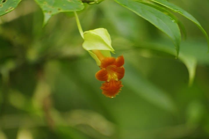 Private Hanging Bridges Tour in Monteverde: Cloud-Forest Canopy Walk photo 4