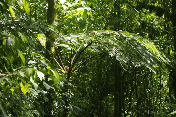 Private Hanging Bridges Tour in Monteverde: Cloud-Forest Canopy Walk photo 2