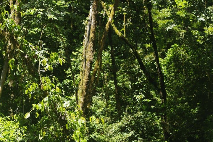 Private Hanging Bridges Tour in Monteverde: Cloud-Forest Canopy Walk photo 5