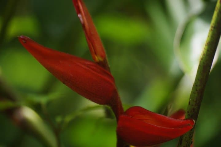 Private Hanging Bridges Tour in Monteverde: Cloud-Forest Canopy Walk photo 6