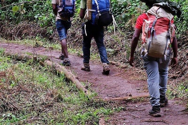 Day Hike Marangu Route to Mandara Hut — Kilimanjaro One-Day Trek photo 2