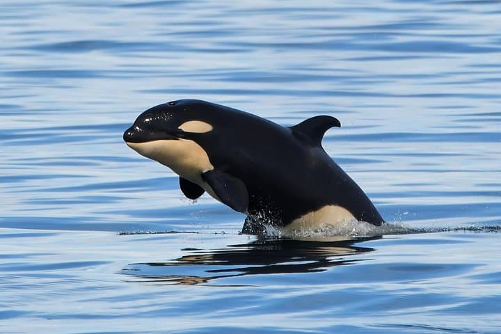 Victoria Whale & Wildlife Cruise — Whale Watching from Fisherman's Wharf photo 3