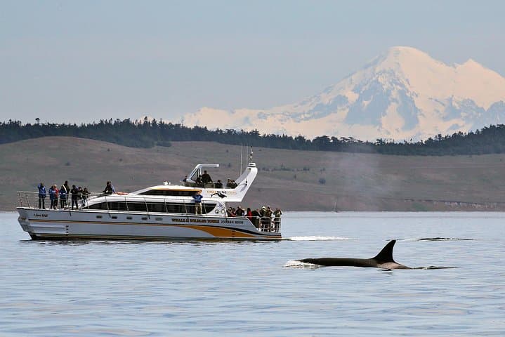 Victoria Whale & Wildlife Cruise — Whale Watching from Fisherman's Wharf