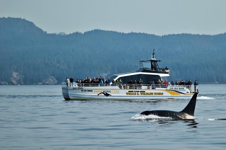 Victoria Whale & Wildlife Cruise — Whale Watching from Fisherman's Wharf photo 4