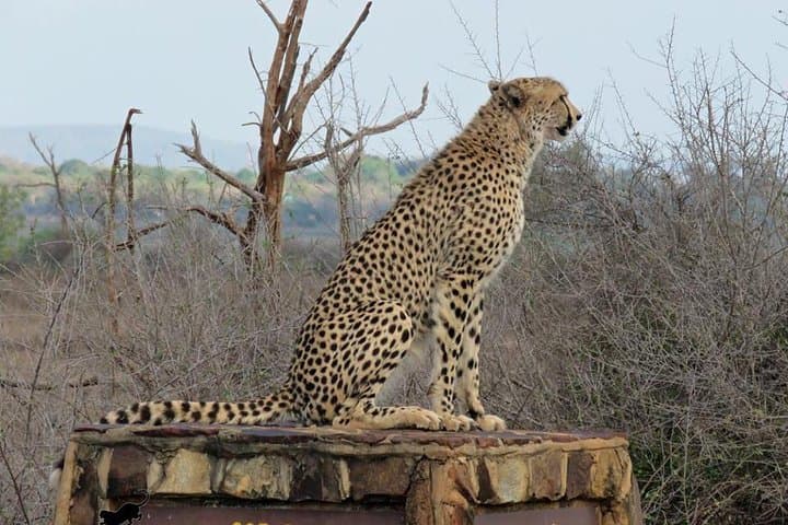 Full-Day Open Vehicle Safari in Kruger National Park: What to Expect photo 2