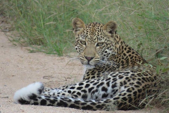 Full-Day Open Vehicle Safari in Kruger National Park: What to Expect photo 3