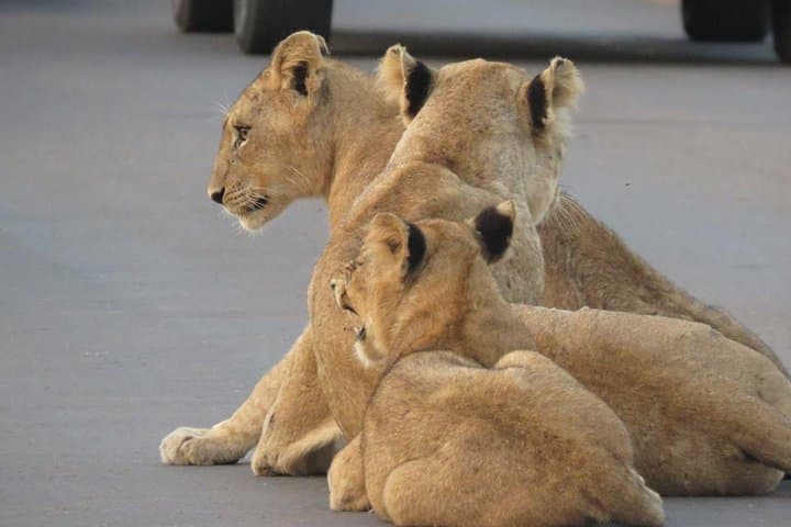 Full-Day Open Vehicle Safari in Kruger National Park: What to Expect photo 4