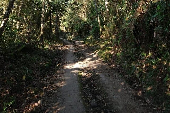 Cloud-Forest Hike at Chicaque Natural Park — Private Tour from Bogotá photo 5