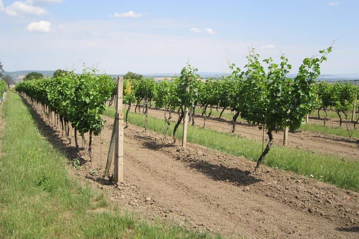 Moravian Wine Trails: Lednice, Valtice & Mikulov Day Tour photo 6