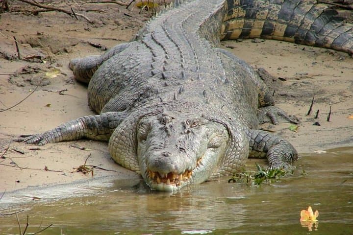 Cape Tribulation Day Tour: Daintree Rainforest, Beaches & Crocodile Cruise from Cairns photo 6