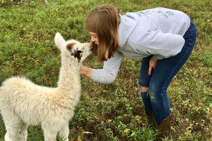 Hudson Valley Llama & Alpaca Hike — Farm Tour and Animal Encounter