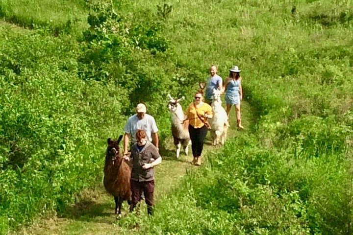 Hudson Valley Llama & Alpaca Hike — Farm Tour and Animal Encounter photo 6