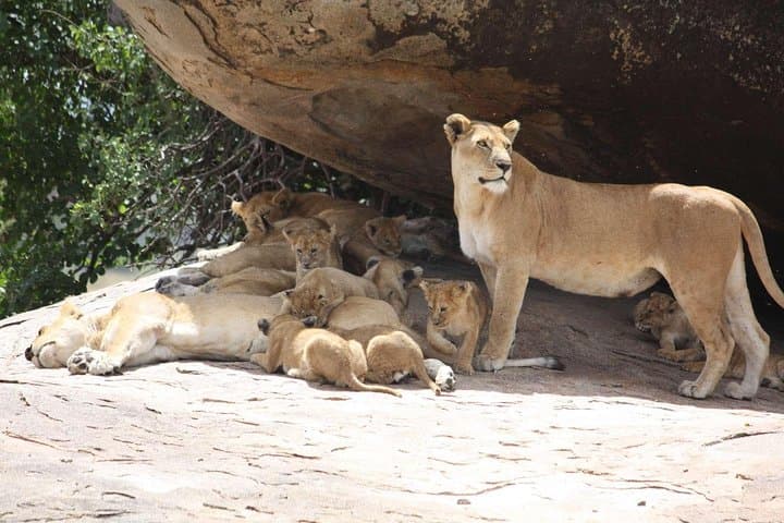 2-Day Luxury Tanzania Safari — Tarangire & Ngorongoro Crater Highlights photo 5
