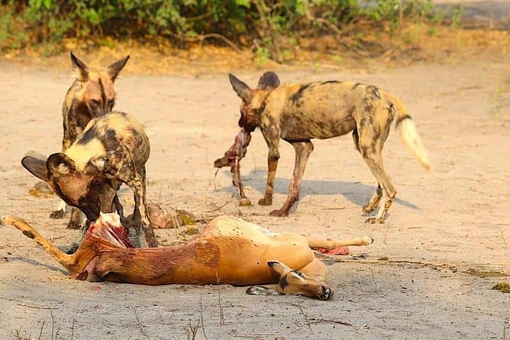 Chobe to Savute 4-Day Safari: Elephants, Lions & Bush Camping photo 5
