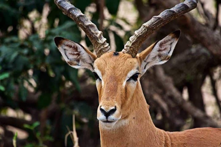 2-Day Luxury Tanzania Safari — Tarangire & Ngorongoro Crater Highlights photo 4