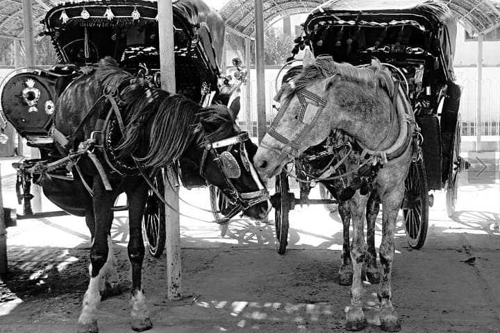 Horse Carriage Tour in Luxor — Nile Corniche & City Culture photo 2